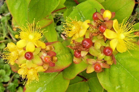 Hypericum Seeds, 1000 Count, Yellow Flowers, Hypericum Androsaemum, Bulk Planting