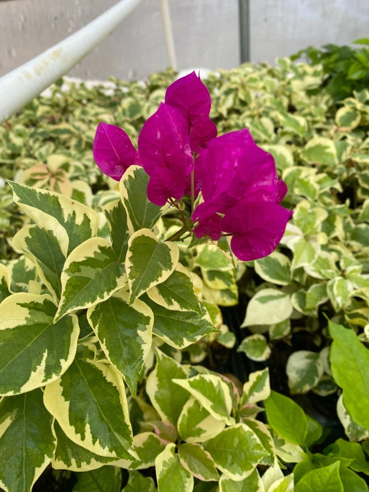 Rooted Bougainvillea Starter Plant - Vera Variegata Purple - Very Deep Purple Blooms - Bougainvillea spp.