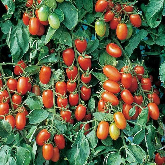 Juliet Tomato Seeds F1 Hybrid | Non-GMO | Heirloom Variety | Lycopersicon esculentum | Seed Store