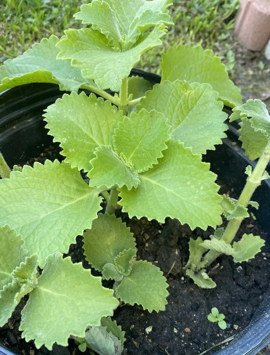 Cuban Oregano Plants 5-8" Well Rooted Mexican Mint Rau Hung Chanh Tan Day La