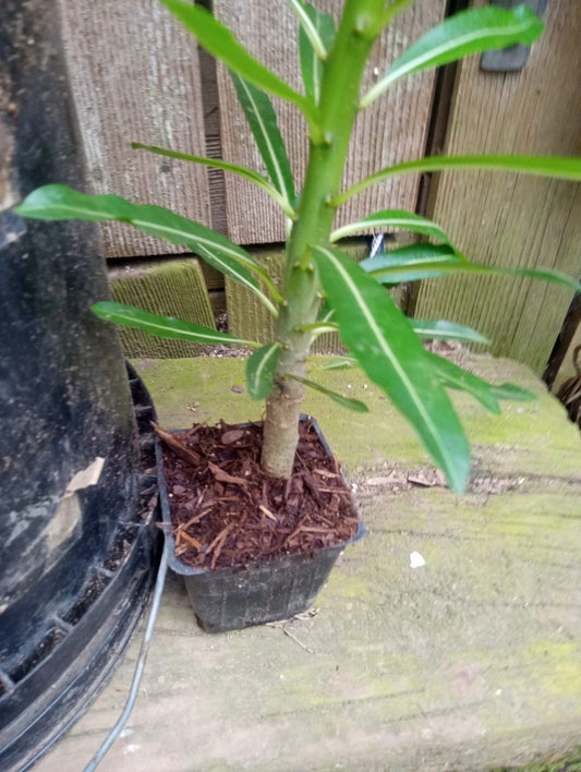 Pachypodium Rutenbergianum Potted Plant - 12 to 16 Inches Tall - Fully Rooted Succulent - Exotic Houseplant