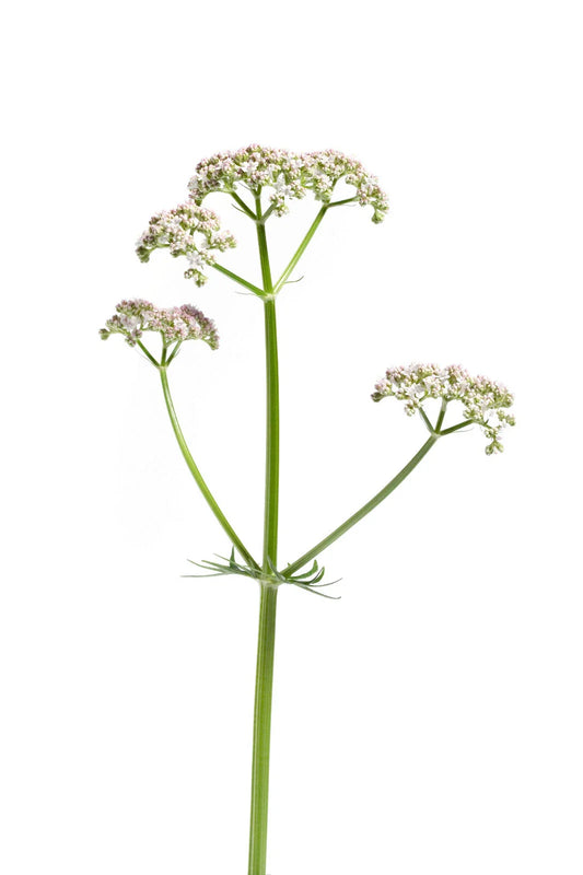 Valerian Seeds 50 Pack | Valeriana Officinalis | Perennial Medicinal Sleep Herb