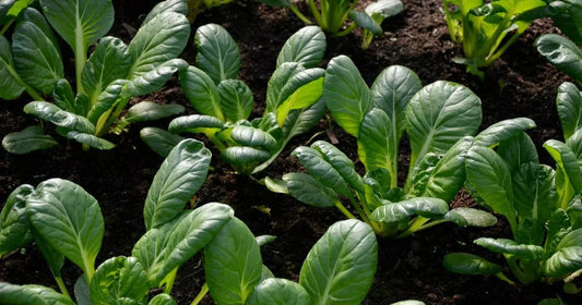 Tatsoi Chinese Cabbage Seeds, NON-GMO, Stir Fry Variety, Brassica rapa subsp. narinosa, Free Shipping