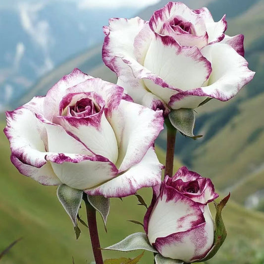 Two-Tone White and Purple Rose Seeds - 20 Non-GMO Heirloom Seeds - Rosa spp.