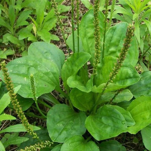 Plantago Major Bare Root Broadleaf Plantain - 3 PCs Live Plants Ready to Plant