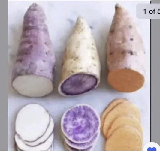 Sweet Potato Slips 15 Count Beauregard Japanese Red Okinawa Varieties for Planting
