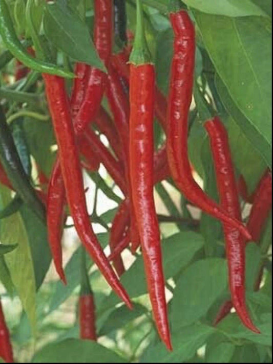 Hot Long Red Cayenne Pepper Seeds - 100+ Non-GMO Capsicum Annuum - Spicy Culinary Variety for Home Gardening