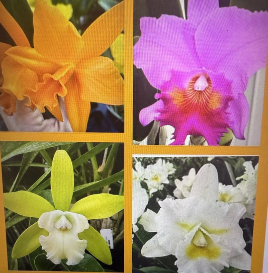 Orchid Plants - 2 Rooted Stems, Lost Tag - No Pot, 4 Plants, Unique Varieties, Perfect for Collectors