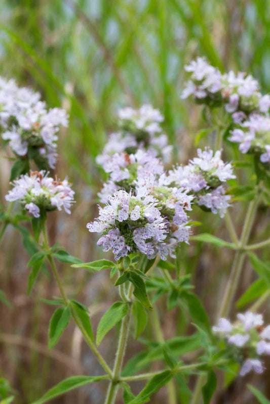 Mountain Mint Seeds - Non-GMO Herbal Variety - Pycnanthemum pilosum - Tracking Included