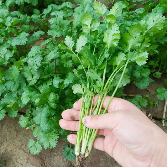 Cilantro Seeds for Planting – 1000pcs Heirloom Coriander Herb – Sow Right Seeds