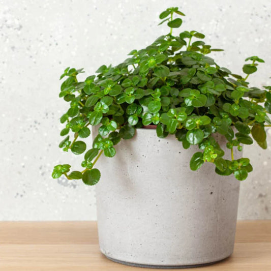 Pilea Baby Tears Live Rooted Starter Plants - Easy Care Houseplant - Pilea depressa