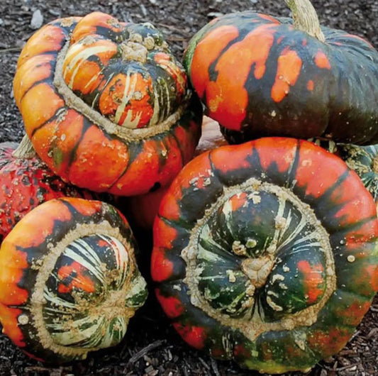 Turk's Turban Pumpkin Gourd Seeds - 50 Heirloom Organic NON-GMO - Rare Variety - Cucurbita maxima