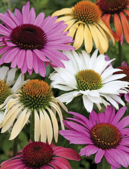 Echinacea Paradiso Mix Live Perennial Starter Plants, 4 Baby Plugs, Bee Friendly, Attracts Butterflies, 24-36" Tall