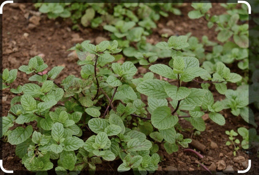 Live Chocolate Mint Herb Starter Plant - 3 Pack - Mentha x piperita 'Chocolate' - Scented Indoor Gardening