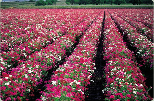Phlox Seed 50 Count Packet Drummond Mix Butterfly Magnet Phlox drummondii