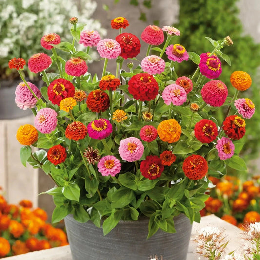 Thumbelina Dwarf Zinnia Seeds - 100+ Pack - Colorful Garden Flowers - Zinnia elegans - USA Shipping
