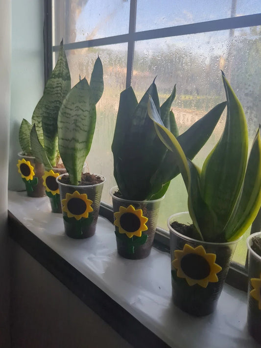 Rooted Snake Plant Cutting - Mother-In-Law Tongue (Sansevieria) - Live Indoor Plant for Easy Care and Air Purification