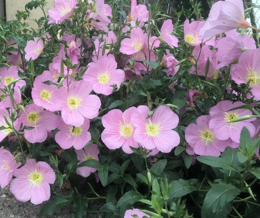 Pink Showy Evening Primrose Seeds - 500+ Medicinal Herb for Border & Container Garden - Oenothera speciosa - USA