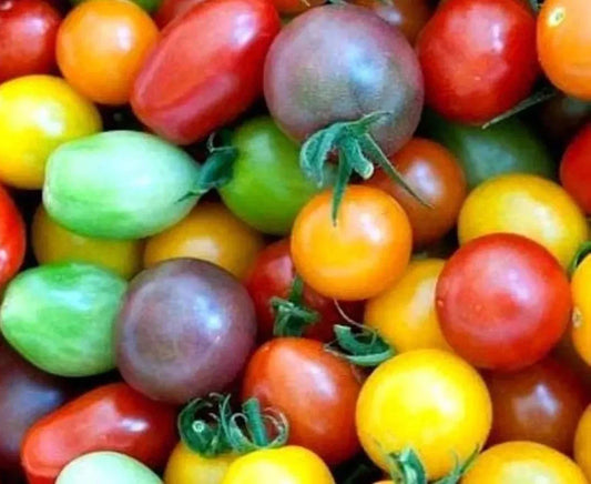 Rainbow Cherry Tomato Seeds - Heirloom Organic Non-GMO - 60+ Seeds - Solanum lycopersicum