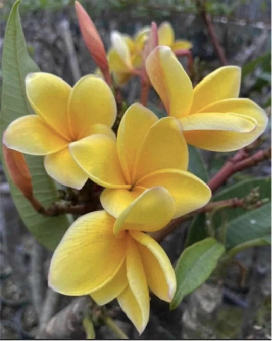 Rooted Plumeria Plant Cutting - Aztec Gold - 16" with 1 Tip - Frangipani - Tropical Flowering Plant