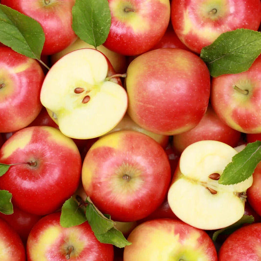 Red Delicious Apple Seeds - 25+ Count - Ideal for Garden Planting - Malus domestica - USA Grown - Free Shipping