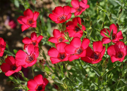 Scarlet Flax Seeds - Heat Tolerant - Beautiful Red Flowers - Linum perenne - Free Shipping