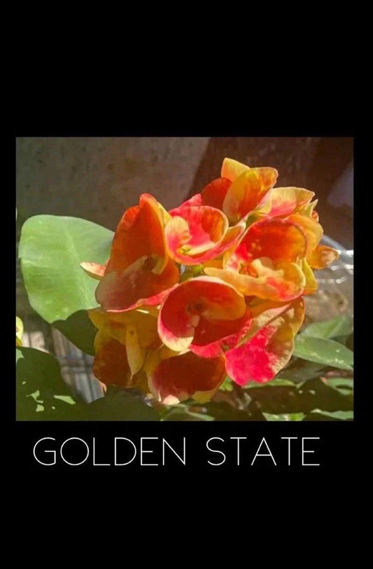 Crown of Thorns Plant - Golden State Variety - Rooted Euphorbia Milii - Corona De Cristo