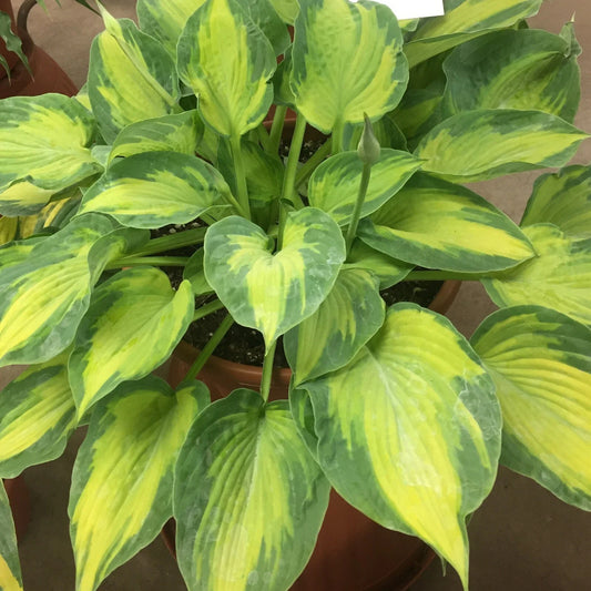 Hosta Sister Act Perennial Plant in 5.25" Pot | Colorful Shade Variety | Perfect for Gardens and Landscaping | Hosta spp.