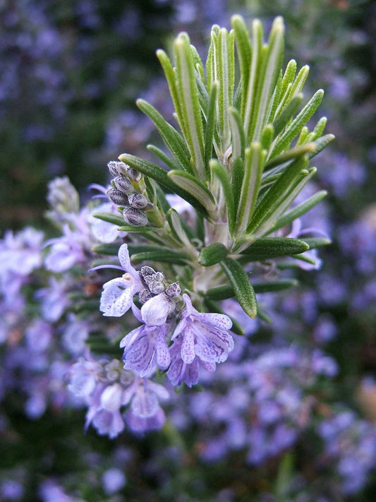 Rosemary Seeds - NON-GMO Heirloom - Multiple Sizes - Rosmarinus officinalis - Free Shipping