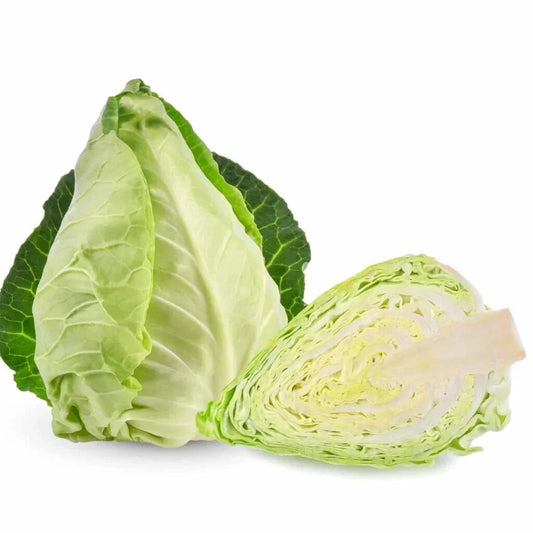 Pointed Cabbage Seeds - 500+ Seeds for Garden Planting - Brassica oleracea - USA Grown, Non-GMO