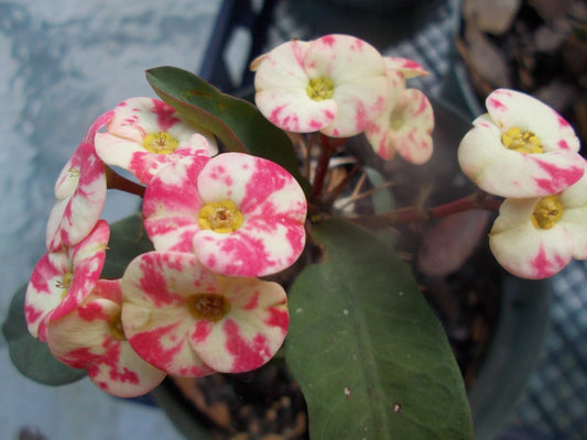 Rooted Cutting - Thai Hybrid Crown of Thorns Pink Mix - Euphorbia milii