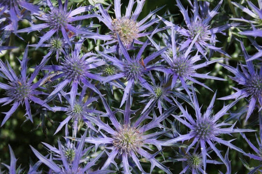 Purple Sea Holly Thistle Seeds - 200+ Pack for Garden Planting - Eryngium planum - USA