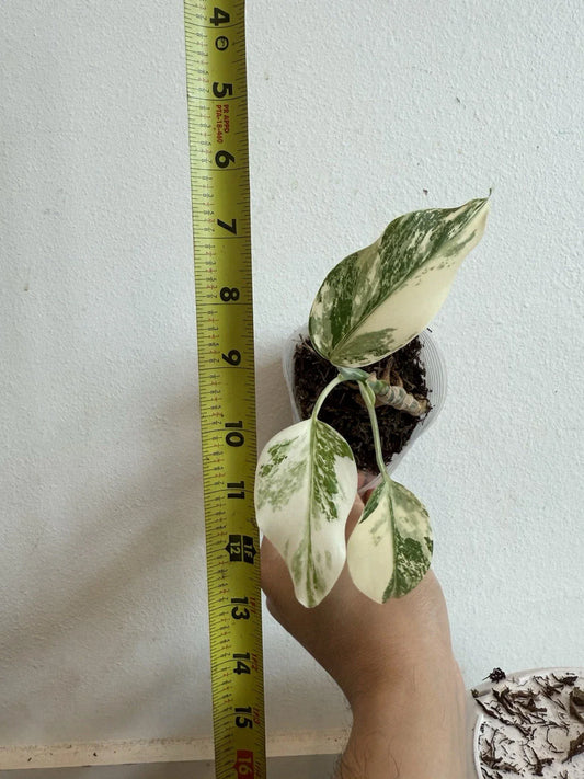 Rooted Variegated Monstera Albo Borsigiana Plant - Rare Indoor Houseplant, Monstera Deliciosa Albo