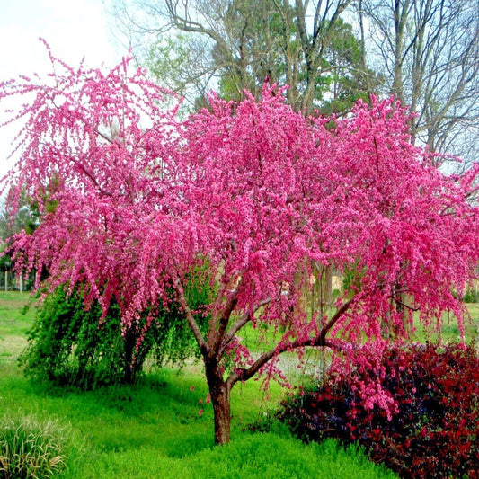 Dwarf Peach Tree Seeds - Loring Variety (Prunus persica) - Fast Growing, Hardy Fruit Plant