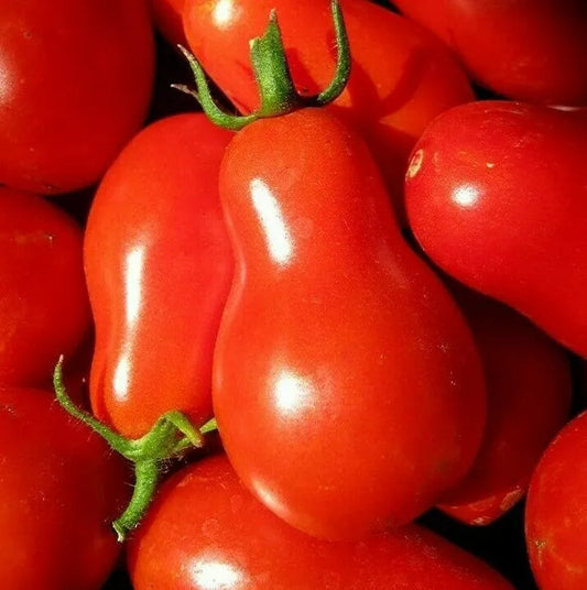 Red Pear Tomato Seeds - 100+ Non-GMO Garden Vegetable Seeds for Sauce & Salad - Lycopersicon esculentum