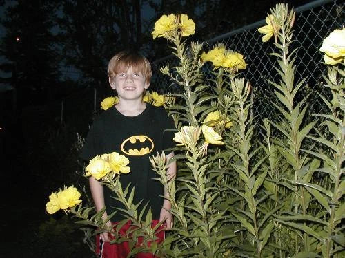 Primrose Evening Seeds - 1000 Seeds - Reseeds Easily - GroCo USA - Buy 15 - Free Shipping