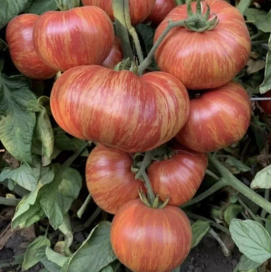 Vintage Beefsteak Tomato Seeds - 120+ Heirloom Wine Striped - Rare 1 lb - Perfect for Home Gardening, Solanum lycopersicum