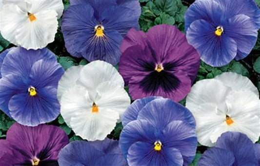 Pansy Seeds - 50 Count - Delta Cool Water Mix - Viola x wittrockiana