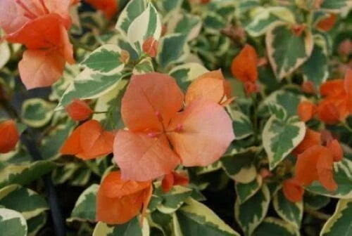 Orange Ice Bougainvillea Starter Plant - Small Well Rooted, Very Rare & Hard to Find (HTF)