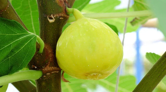White Marseilles Fig Seeds - 100+ Count for Garden Planting - Ficus carica - USA Grown, Free Shipping
