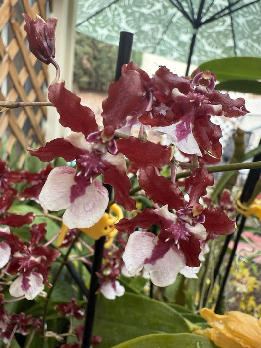 Orchid Plant Bare Root Small Bulb Oncidium Sharry Baby Sweet Fragrant