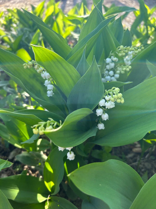 Lilly of the Valley Bare Root Perennial Flowering Plant - Convallaria majalis - Live Garden Plant for Landscaping