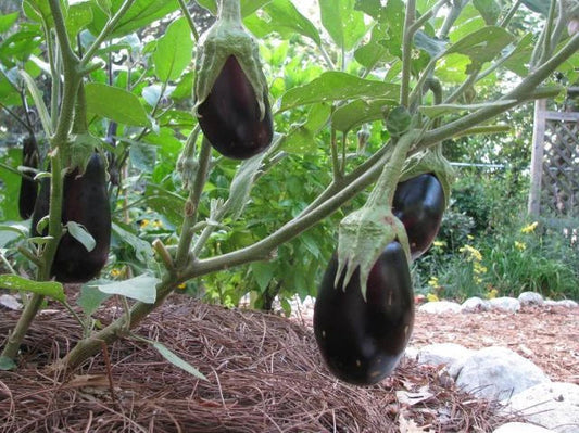 Eggplant Seeds - 30 Pack - Black Beauty - Solanum melongena - Non-GMO, Heirloom Variety, Ideal for Home Gardens