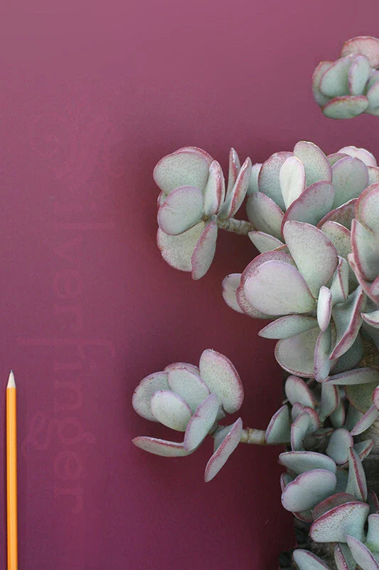 Crassula Arborescens Succulent Silver Dollar Plant - Drought Tolerant for Xeriscapes, Easy Care Indoor Outdoor Decor