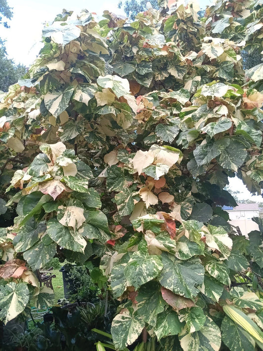 Variegated Mahoe Hibiscus Tree Plant - Rooted Cutting - Tropical Foliage - Hibiscus tiliaceus