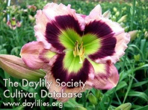 Live Daylily Plant - High Definition - 6" Reblooms - Hemerocallis spp. - Perennial Flowering Garden Plant