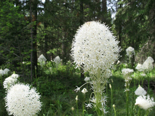 Bear Grass Seeds, 100 Count, Xerophyllum tenax, Native Perennial Plant for Landscaping and Erosion Control