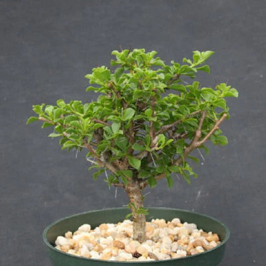 Rare Bonsai Tree Cactus 6" - Pereskia portulacifolia - Abrojo Cacti Plant