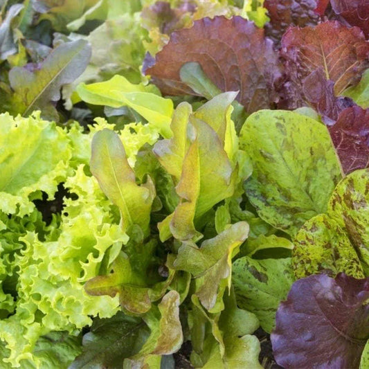 Mixed Leaf Lettuce Seeds - Heirloom Non-GMO - 250+ Seeds - Ideal for Home Gardening (Lactuca sativa)
