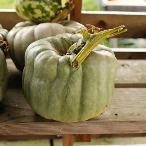 Queensland Blue Pumpkin Seeds - 25+ Pack for Garden Planting - Cucurbita maxima - USA